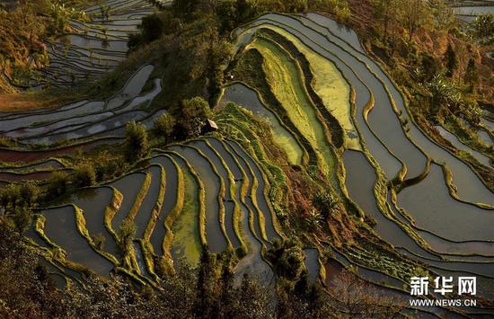 这是云南省红河州元阳县的哈尼梯田美景（1月11日摄）。