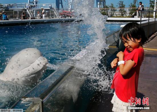 日本年轻到水族馆去让白鲸喷水娱乐避暑。