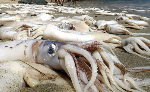日本海岸现巨型乌贼尸体