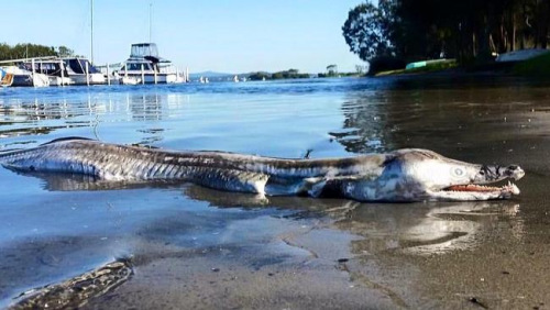 新州麦格理湖区岸边近日惊现一头“怪物”的尸体。(图片来源：澳洲网)