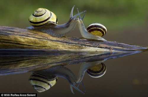 资料图：两只蜗牛“狭路相逢”，打照面远看像是在“接吻”。