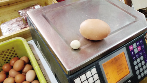 母鸡产下3两多重大鸡蛋是普通鸡蛋3倍（图）