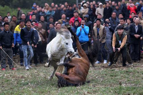 比赛进行中，一匹白马压倒黄马赢来观众喝彩。