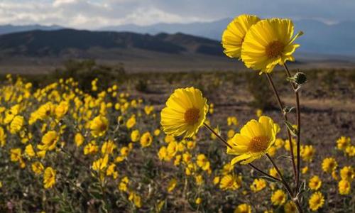 黄色鲜花罕见开遍美国“死亡谷”：10年一遇