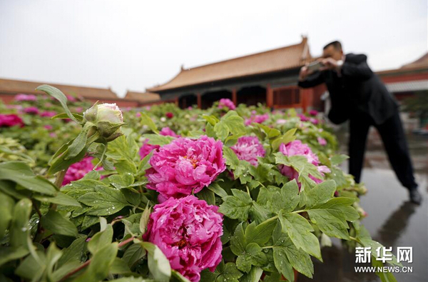 4月12日，游人在北京故宫观赏牡丹。图片来源：新华网