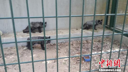 图为在北京市野生动物救护中心隔离笼舍接受康复饲养的狐狸，记者靠近时，它们警觉的站起来。　吴合琴 摄