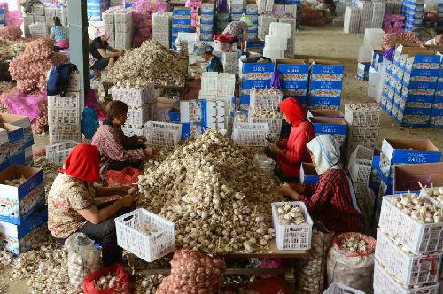 在山东省金乡县万山公司，工人在包装出口的大蒜。新华社发