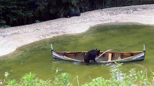 黑熊弃舟
