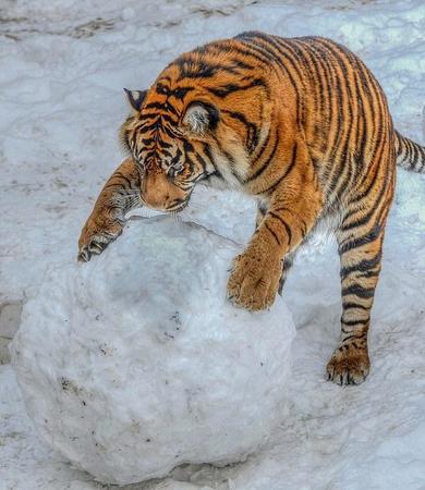 英国动物园老虎玩大雪球画面被拍。