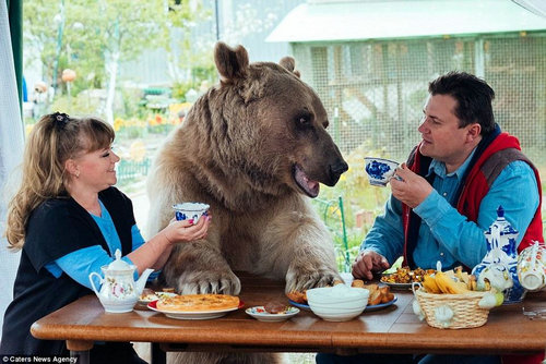 俄夫妇养270斤熊23年 每日同桌进餐