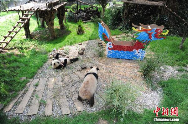 昆明大熊猫迎端午 吃美食玩龙舟