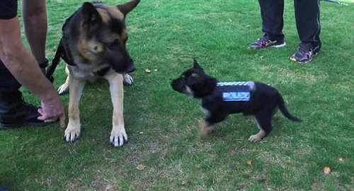 新西兰警犬试穿新款防刺背心的视频曝光。