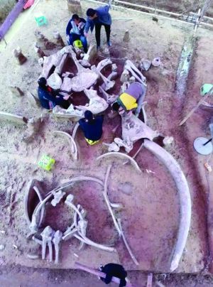 考古人员在现场对骨骼化石进行打包加固 现代快报记者 孙旭晖 摄