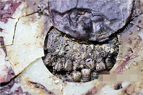 资料图：海昏侯墓主棺中刘贺的牙齿。
