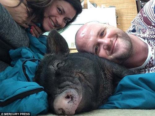 据《每日邮报》报道，7个月大的路易是一头20公斤重的微型宠物猪，目前，它和主人丹尼、艾玛一起生活在英国的布莱顿。据它的主人说，这头小猪和小孩子们一样任性，甚至会因为没有和主人睡在一起而不开心。
