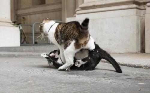 英国政坛新宫斗大戏 英国第一猫被外交部首席猫打伤