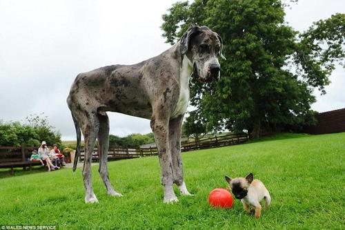 还记得之前报道过的那条憨态可掬的世界最高狗戴恩吗？据英国《每日邮报》报道，最近狗主人又发布了戴恩的新鲜生活照，这次它不再是孤零零的一只狗啦，跟它一起合影的是英国目前最迷你的小型犬，一条名叫迪斯尼的迷你吉娃娃。