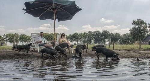 农民家庭在水滩与猪拍摄合影。1