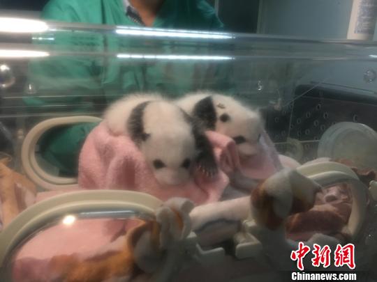 重庆动物园大熊猫“兰香”双胞胎幼崽顺利度过危险期