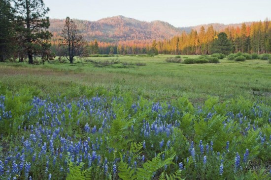美国加州国家公园将扩容：百年沧桑 风景美如画(图)