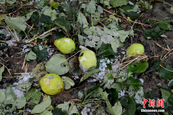 山东滨州秋季突降特大冰雹 近十万亩鸭梨惨遭绝产3