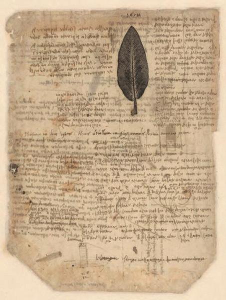 鼠尾草及印刷方法 达芬奇 1508-1510