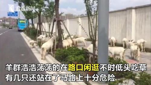 上海高档住宅区边现圈地放羊 有几只在马路上闲逛