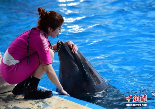 1988年出生的李倩驯养白鲸、海豚等海洋动物已有3年多时间。此前从事“美人鱼表演”的李倩，因为喜爱动物而转行，成为了这里唯一的女驯兽师。 蔡红文 摄