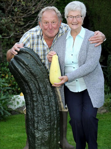 Vowles先生还曾经种出过8.4公斤重的黄瓜，20年前就打破过世界纪录。