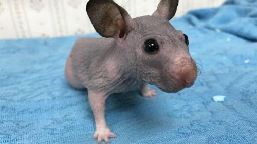 不久前，美国波特兰俄勒冈州的一家动物保护协会收养了这只年仅一岁的无毛仓鼠。Silky因为基因突变，浑身上下除了短而卷曲的胡须以外，没有一根毛发。