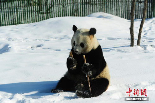 中国亚布力熊猫馆于今年7月落成，这是大熊猫在中国纬度最高、温度最低、区域最北生存的一次有益尝试。两只明星大熊猫“佑佑”和“思嘉”在此迎来了第一个冬天，世界各地游客竞相赶来观看大熊猫雪中撒欢奇景。11月22日，中国东北又迎来新一轮降雪天气，大熊猫在此环境中丝毫未感到不适，而是向游客展示了各种憨态可掬的萌相。图为全球拥有150万“猫粉”的明星大熊猫“思嘉”坐在雪地上啃食竹笋。 <a target='_blank' href='http://www.chinanews.com/'>中新社</a>记者 于琨 摄