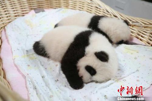 上海首对大熊猫“龙凤胎”今双满月向社会征名