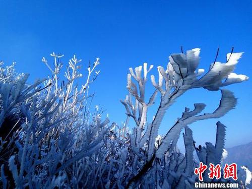 新一轮降温致广东金子山再现冰雪美景。　连清 摄