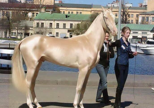 据美国boredpanda网站报道，这种马被称为全世界最美丽的马。这种马身型标致、线条优美，毛色散发光泽，在阳光照耀下甚为夺目。