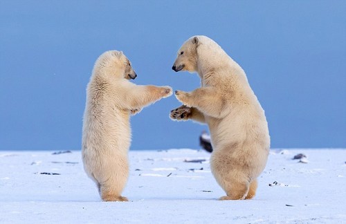 两只小北极熊非常喜欢彼此的陪伴，就像小孩子们喜欢在一起玩一样。它们在巴特岛上散步，步调像是一首萨尔萨舞曲。几分钟后它们的母亲就会带着食物回来。而在夏天食物短缺时，年长的北极熊通常会杀死并吃掉自己的同类。