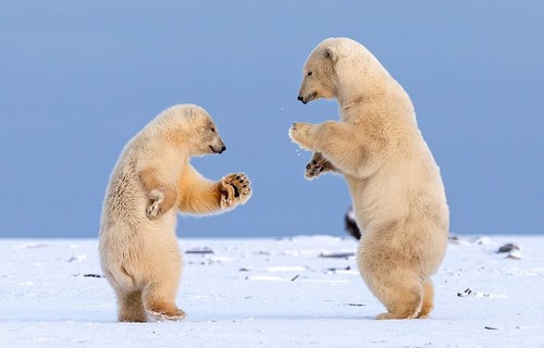 美国阿拉斯加州的两只北极熊幼崽在雪地里“手拉手跳华尔兹”然后相互亲吻的画面被美国加利福尼亚州的摄影师谢恩 麦圭尔(Shayne McGuire)拍摄了下来。据悉，当两个小家伙的妈妈外出猎寻食物时，它们就以跳舞的方式消磨时光