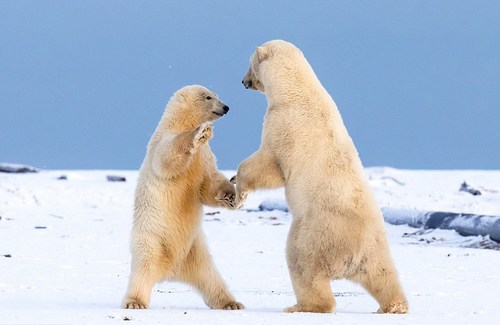 图为两只北极熊幼崽在雪地里“手拉手跳华尔兹”。1