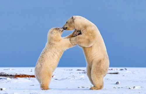谢恩说这是她第一次看见1岁的北极熊幼崽和另一只估计3岁的小北极熊跳舞。它们伸出爪子拉着彼此，舞蹈动作如出一辙，萌趣可爱。