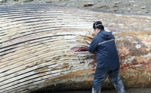 工作人员在须鲸腹部剖下第一刀，发现鲸鱼腹部有气体放出