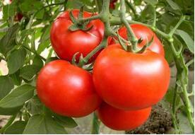 西红柿的营养价值高 这些食用禁忌需注意