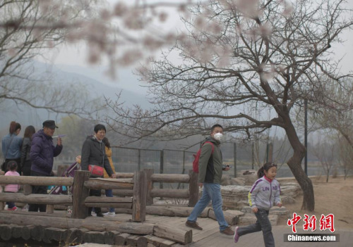 3月22日，北京遭遇雾霾天，空气质量达中度污染。图为市民在北京植物园赏春花。 <a target='_blank' href='http://www.chinanews.com/'>中新社</a>记者 刘关关 摄