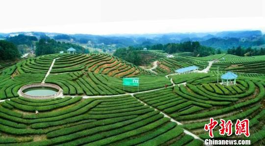 重庆南川总面积达8万亩的茶叶基地不仅出产优质茶叶，其旅游价值也渐渐被发掘出来。　钟欣 摄
