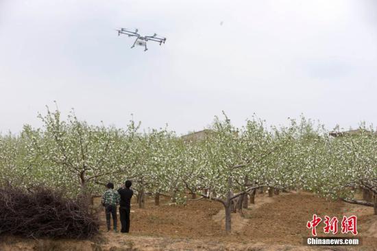 4月末，正是苹果花盛开的季节，十余架白色无人机在果园上空盘旋，这种高效、便捷的方式受到当地果农追捧。据介绍，这些无人机属于大疆内蒙古禾文植保队。从4月起，禾文植保队将在山西临汾吉县连续工作3个月，为山西临汾吉县5万亩苹果树提供植保服务。未来，当地将通过政企合作的方式，探索使用无人机管理苹果生产全过程。张云 摄
