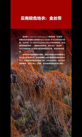 云南发首个省级物种红色名录 2625种生存受威胁