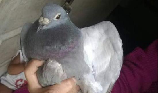 中国鸽子因携带中文标签 被印度怀疑为间谍鸽