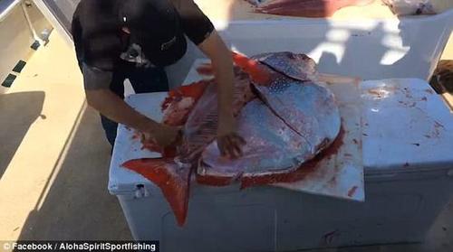 渔民捕获巨型海鱼 大小如卡车轮胎