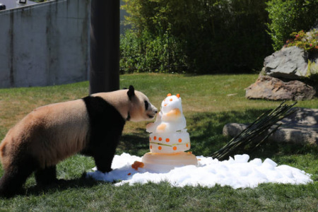 6月4日，在日本和歌山县白浜野生动物园，大熊猫“优浜”享用动物园准备的礼物——一个由竹子、胡萝卜、苹果、蜂蜜制成的冰块蛋糕。(新华社记者方艺晓摄)