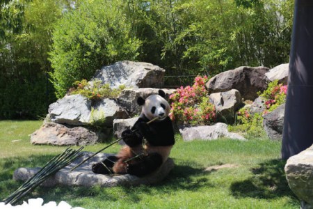 6月4日，在日本和歌山县白浜野生动物园，大熊猫“优浜”在送别仪式上啃竹子。(新华社记者方艺晓摄)