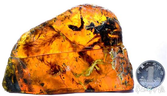 人类首次在琥珀中发现一亿年前雏鸟化石