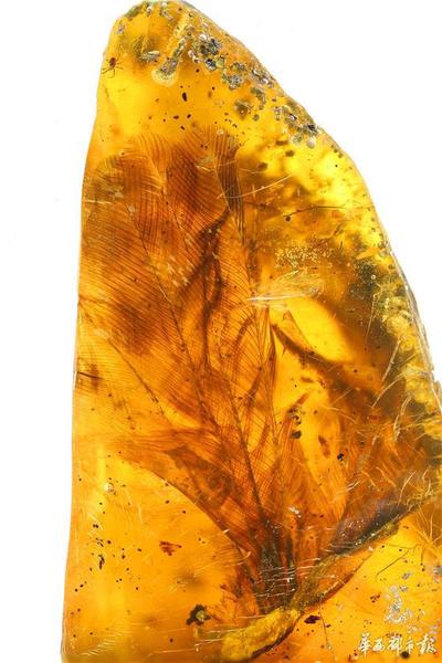 人类首次在琥珀中发现一亿年前雏鸟化石